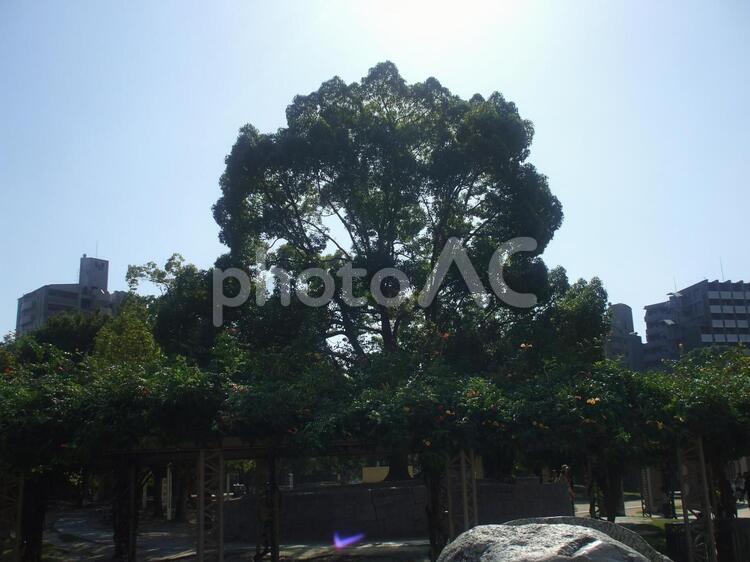 公園の木に差す日差し 公園,木,日差しの写真素材