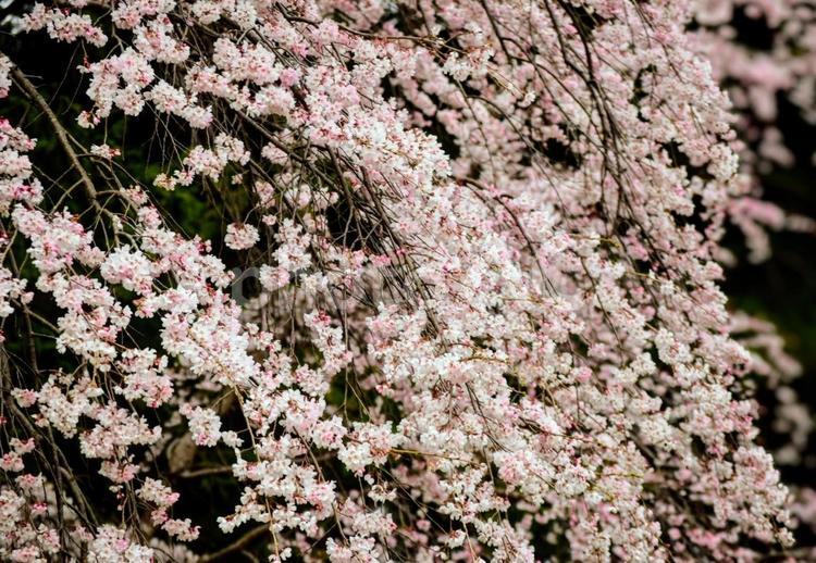 神代植物公園の桜 桜,神代植物公園,春の写真素材