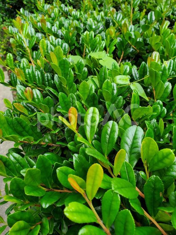 植え込み(６月) グリーン,バックグラウンド,素材の写真素材