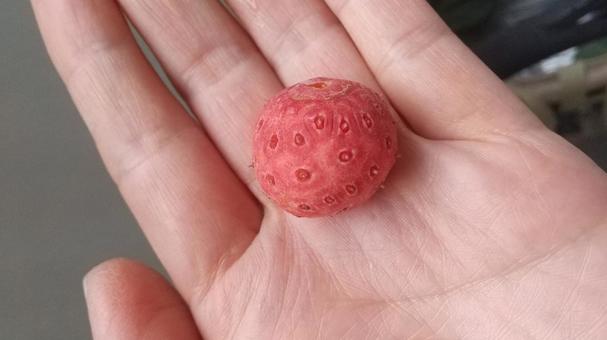 ヤマボウシの実 ヤマボウシ,果実,自然の恵みの写真素材