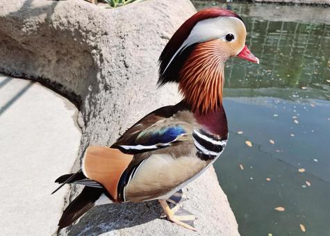 Waterbird, JPG Waterbird, JPG