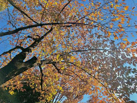 紅葉の木 鮮やか,植物,水の写真素材