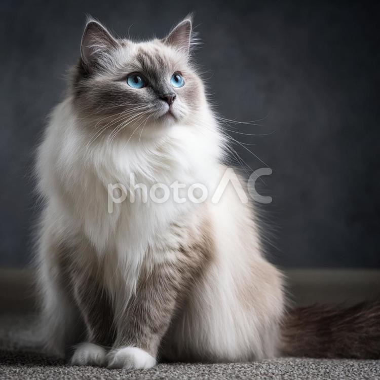 おすわりする白くてもふもふの猫 猫,白,動物の写真素材