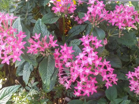 花 花の写真