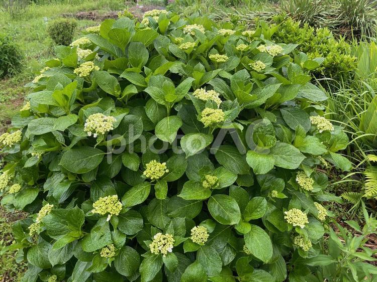 雨に打たれ、ほんのり色づく紫陽花の花 紫陽花,蕾,梅雨の写真素材