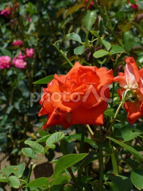 公園の花壇に咲く朱色のバラの花 バラ,花,植物の写真素材