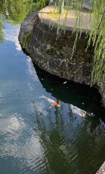 鯉の画像 鯉の画像の写真