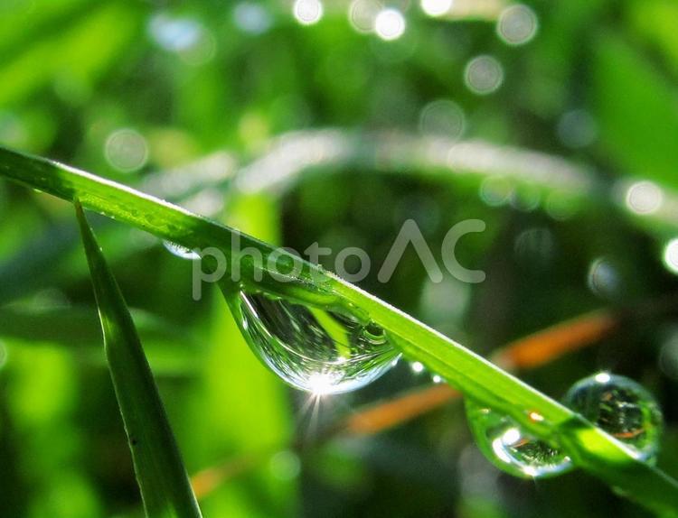水滴と緑の葉の風景 水滴,しずく,雨の写真素材
