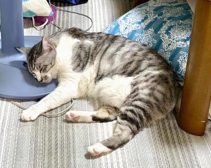 だらけて眠るサバ白にゃんこ様 だらけて眠るサバ白にゃんこ様 猫,可愛い,サバシロの写真素材