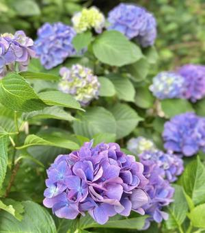 紫陽花 紫陽花の写真