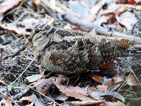 ヤマシギの写真