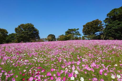 満開のコスモスと青空 コスモス,秋桜,コスモス園の写真素材