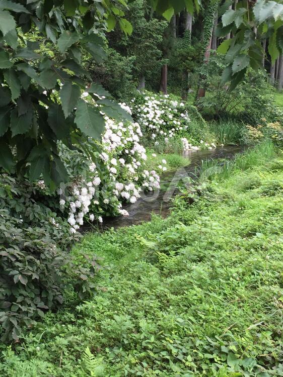 小川とアジサイ アジサイ,紫陽花,自然の写真素材