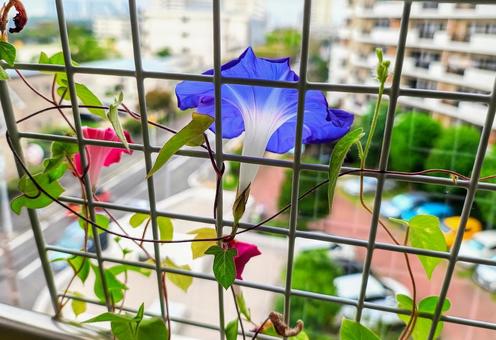 フェンス越しの朝顔 フェンス越しの朝顔 朝顔,花,青の写真素材
