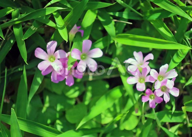 雑草に塗れて誇らしく咲く カタアバアミ,植物,多年草の写真素材