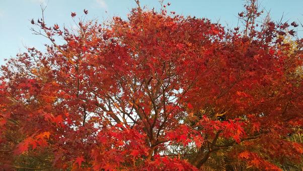 紅葉 紅葉の写真