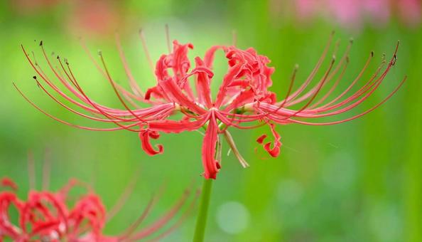 赤い彼岸花のアップ 秋の草花 赤い彼岸花のアップ 秋の草花の写真