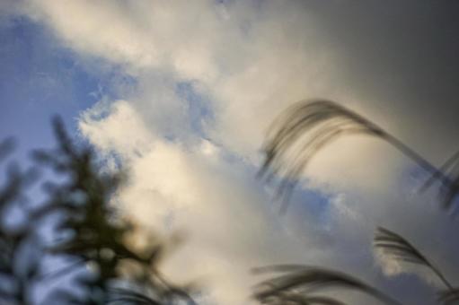 ＜素材＞夕暮れの秋の空とススキの穂 ススキ,空,サンセットの写真素材