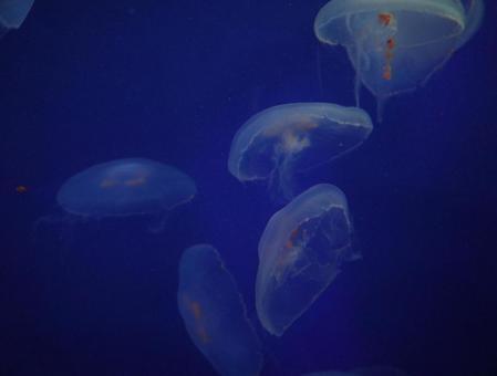 くらげ 海,水族館,水槽の写真素材