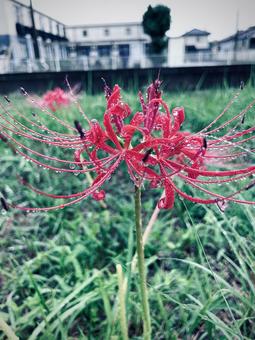 雨に打たれながらも 彼岸花,雨,雫の写真素材