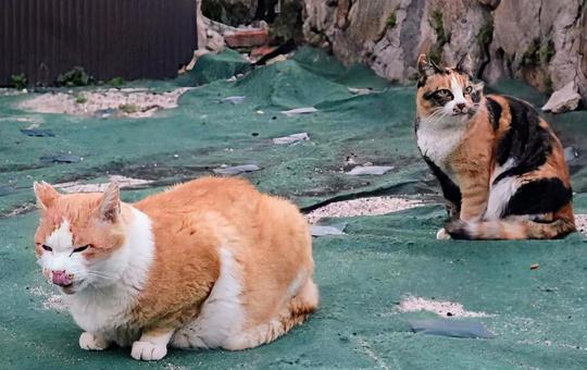 Wもふもふ 猫,動物,生き物の写真素材