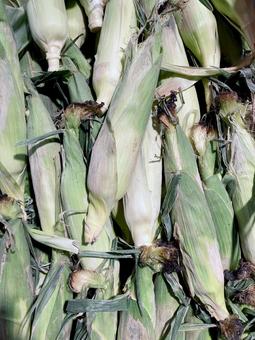 野菜・トウモロコシ 野菜・トウモロコシ トウモロコシ,トウキビ,コーンの写真素材
