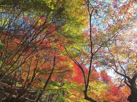 紅葉風景 紅葉,秋,青空の写真素材