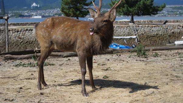 鹿のペロの写真