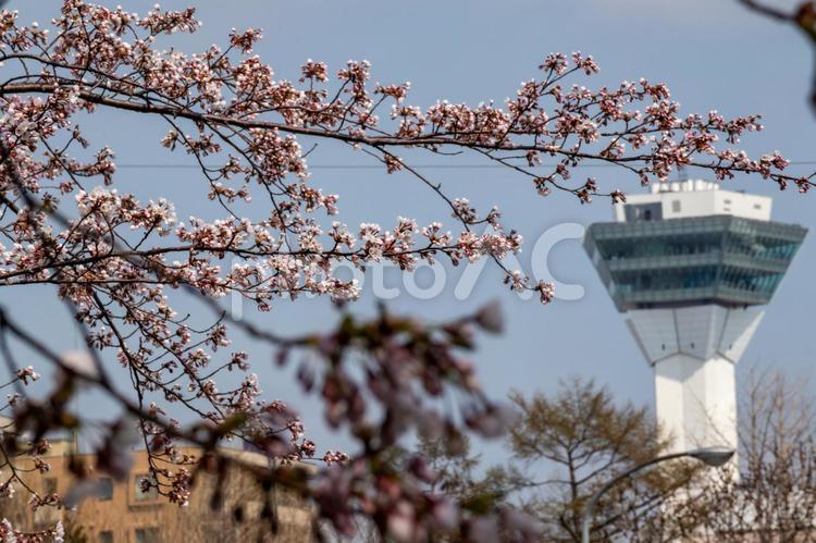 春の風物詩の桜と五稜郭タワー 五稜郭タワー,亀田川,柳川橋の写真素材