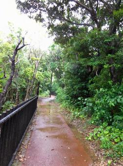 雨の道 雨の道の写真