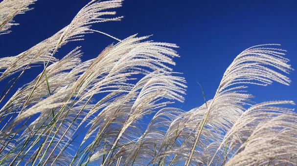 ススキ-88 ススキ,なびく,青空の写真素材