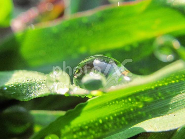 水滴と緑の葉と朝の光 水滴,しずく,雨の写真素材