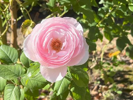 花 花 花,自然,薔薇の写真素材