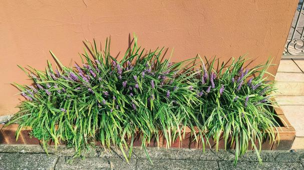 玄関前の植物 玄関前の植物 玄関前,植物,庭木の写真素材