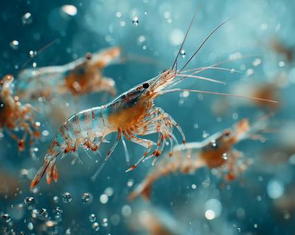 水泡とエビ:海中の生命 水泡とエビ:海中の生命の写真