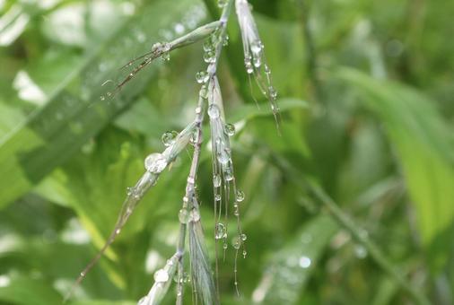 雨上がりにの写真