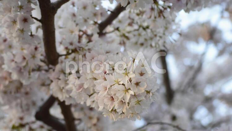 ワシントン　DC    満開の桜 さくら,花,春の写真素材