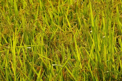 実った稲穂 実った稲穂 稲穂,米,日差しの写真素材