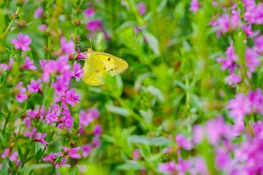 ミソハギとモンキチョウ⑸ ミソハギとモンキチョウ⑸ 花,植物,ミソハギの写真素材