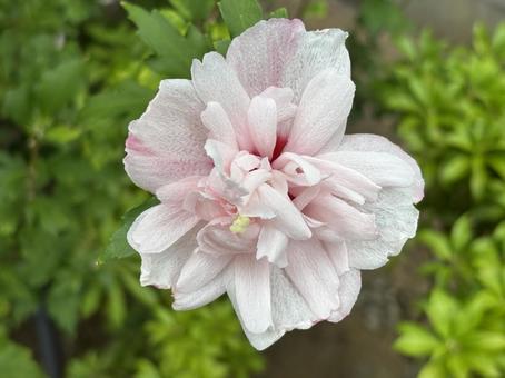 目を引く時に使う白い花の写真 目を引く時に使う白い花の写真 花,背景,素材の写真素材