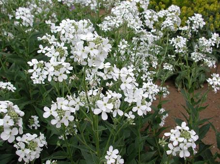 ルッコラ・ロケット　咲く風景 ルッコラ,草花,野菜の写真素材