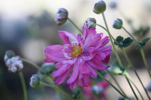 赤紫の花びらの貴船菊の花のアップ 赤紫の花びらの貴船菊の花のアップの写真