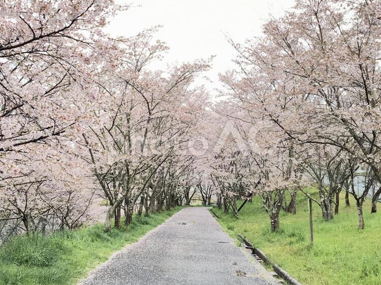 桜並木 木,風景,ブランチの写真素材