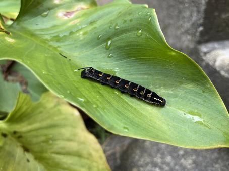 幼虫 幼虫,蛾の幼虫,蛾の写真素材