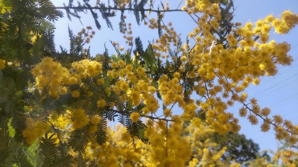 Photo, mimosa, yellow flowers, friendship, 