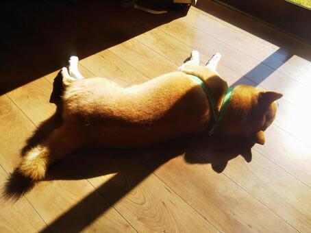 柴犬 お昼寝 柴犬 お昼寝の写真