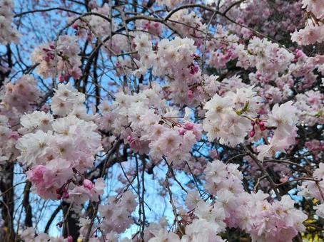満開の桜 満開の桜の写真