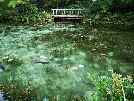 モネの池 モネの池の写真