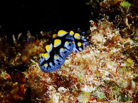 フリエリイボウミウシ ウミウシ,ダイビング,フリエリイボウミウシの写真素材