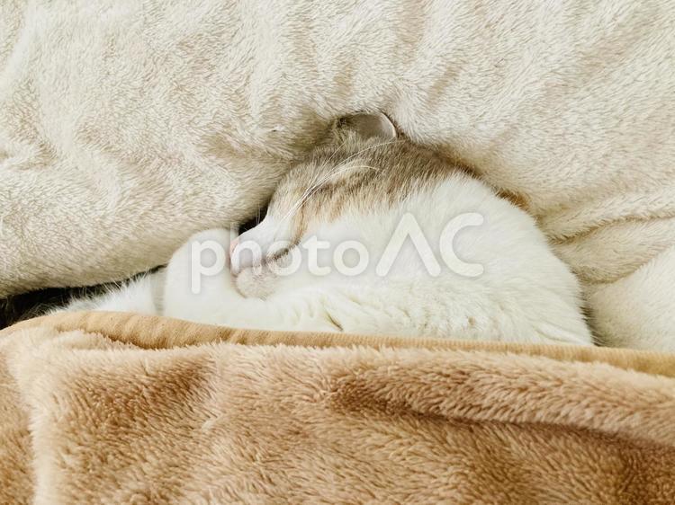 毛布と一体化してる猫 毛布,猫,一体化の写真素材